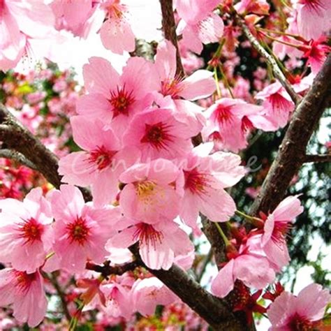 10Pcs Graines de fleurs rare japonais cerisier sakura - Cdiscount Jardin