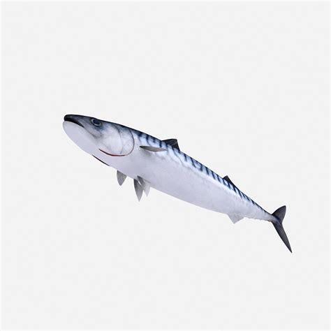 atlantic mackerel 3d obj