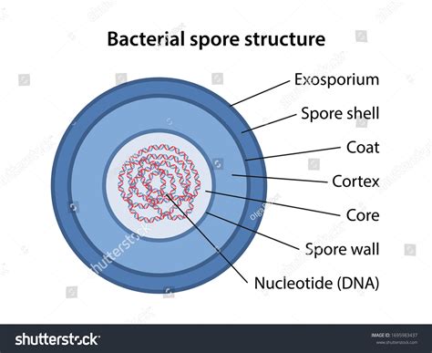 Bacterial Spore Structure Corresponding Designations Microbiology 库存矢量图（免版税）1695983437 ...