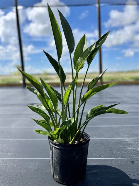 Orange Bird of Paradise potted in Grower Pot At LemonFire.com