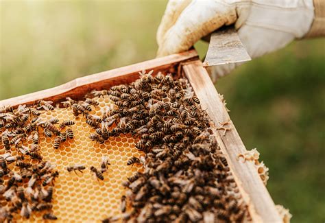 Beekeeping Tips | Food Heritage Foundation