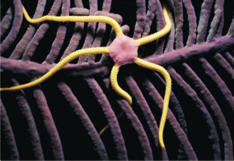 ophiuroidea.html 33_40EchinodermDiversityB.jpg