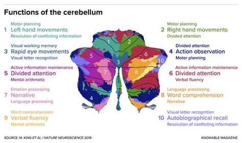 The Mysterious, Multifaceted Cerebellum