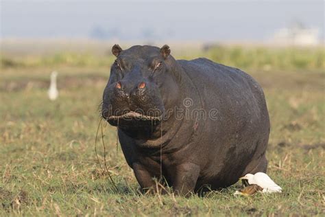 520 Hippopotamus Eating Grass Stock Photos - Free & Royalty-Free Stock ...