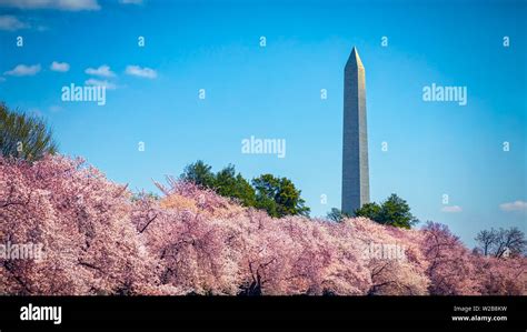 The Washington Monument in Washington, DC during the Cherry Blossom Festival Stock Photo - Alamy