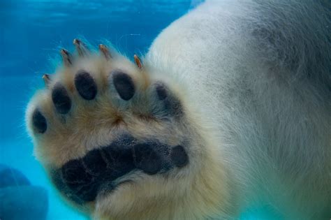 Lincoln Park Zoo | Polar bear claw. | Joshua Bousel | Flickr