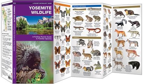 Yosemite Wildlife (Pocket Naturalist® Guide)