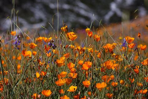 Wildflowers of Yosemite 2024 - Rove.me