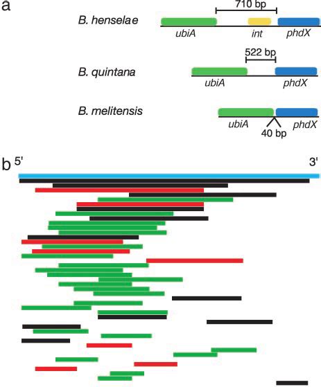 Integrase genes. (a) Size of the spacer region flanked by ubiA and phdX... | Download Scientific ...