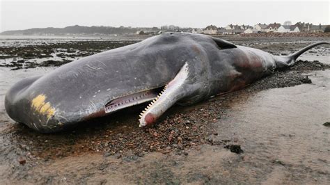 Concern for 13m-long whale in Shetland shallow water - BBC News