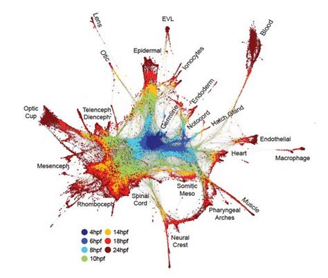 Path to building an entire organism from single cell is revealed - Tech Explorist