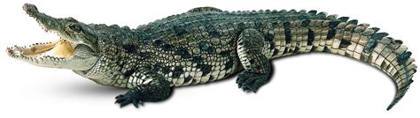 Crocodile PNG Transparent Images | PNG All