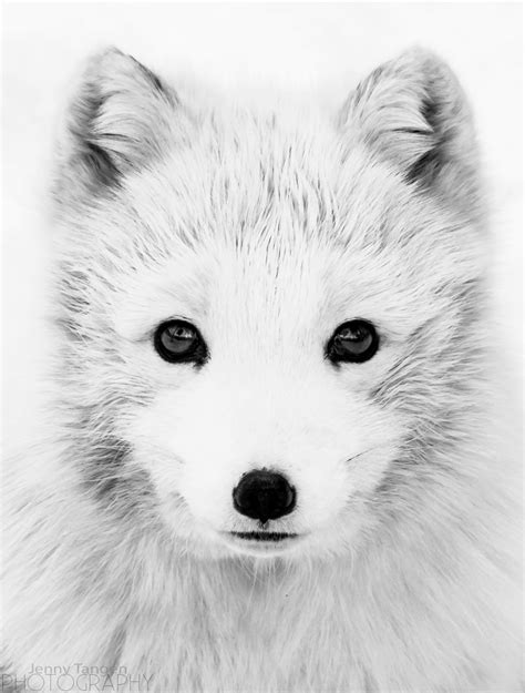 Easy Cute Baby Arctic Fox Drawing - madathos