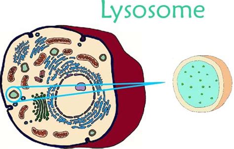 Lysosome - Welcome to Biology!