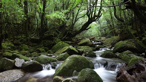 Yakushima in full bloom: unearthing Japanese ‘power spots’ this spring ...