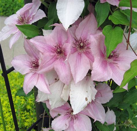 When Plants Disobey - Clematis 'Pink Fantasy'