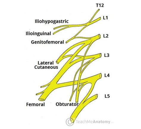 The Lumbar Plexus - Spinal Nerves - Branches - TeachMeAnatomy