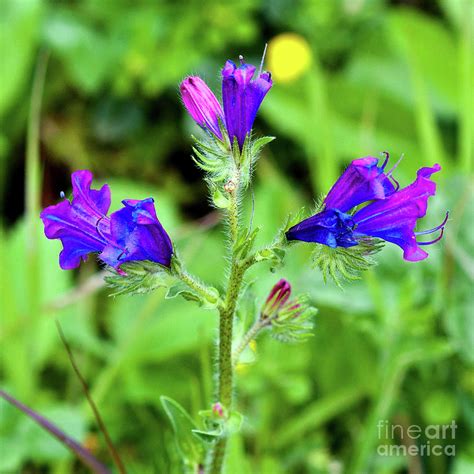 Purple Wildflowers in spring Photograph by Silva Wischeropp - Fine Art ...