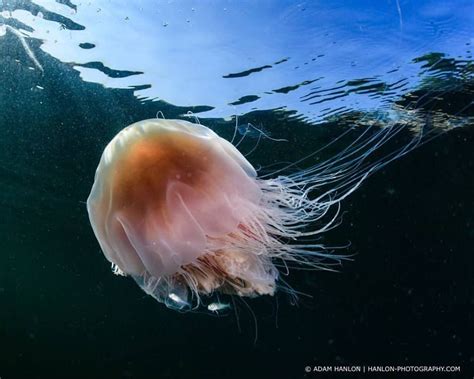 A lion's mane jellyfish (Cyanea... - Underwater Photography by Adam Hanlon | Lion's mane ...