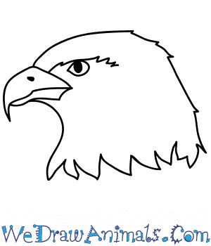 Hawk Head Drawing