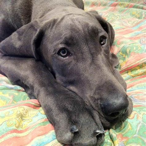 Blue Great Dane | PETSIDI