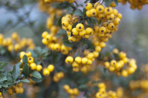 Yellow berries stock photo. Image of autumn, taste, harvest - 23801388