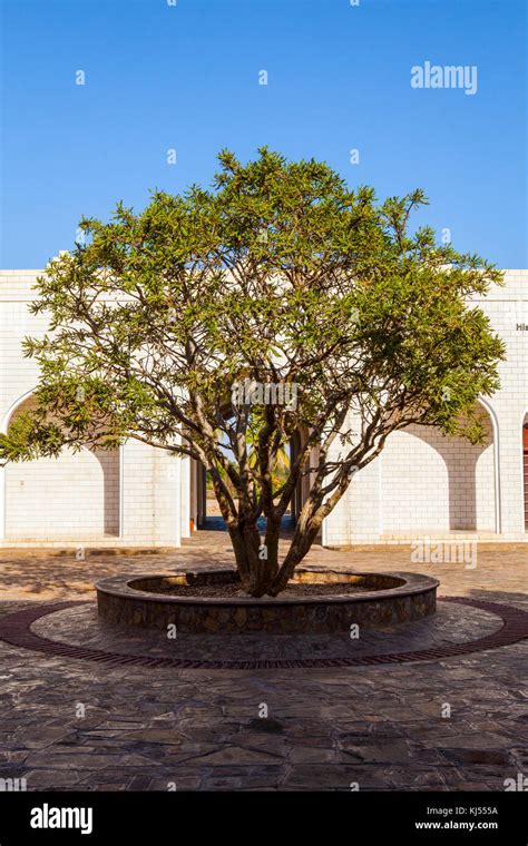 Frankincense tree, growing near Frankincense museum in Salalah, Oman Stock Photo - Alamy