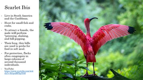 Scarlet Ibis | Fun facts about animals, Animal facts, Cool pets