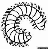 Millipede Diagram Label Labeled Body Coloring Enchantedlearning Below  sketch template