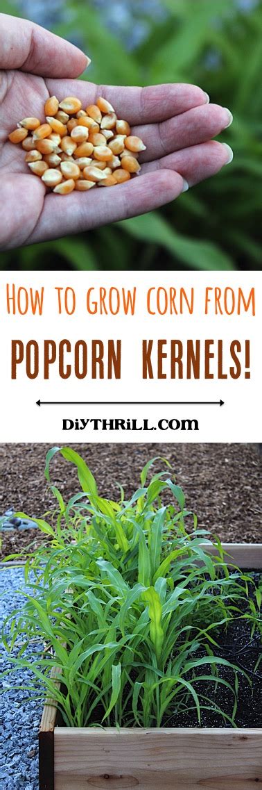 How to Grow Corn From Popcorn Kernels! - DIY Thrill