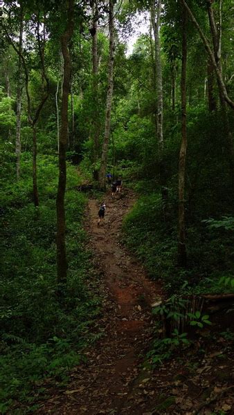 Hiking at Doi Suthep - Pui National Park : The Route to Wat Pa Lad