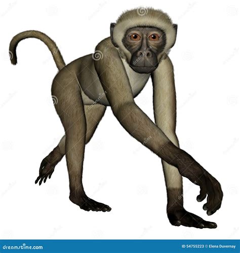 Monkey Walking Stock Illustrations – 1,024 Monkey Walking Stock ...