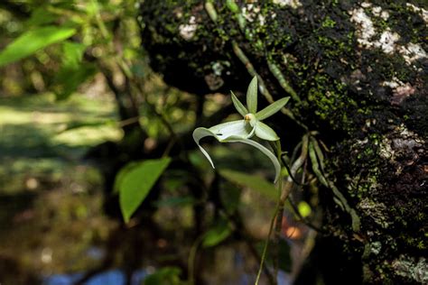 A Rare Ghost Orchid Grows Only Photograph by Larry Richardson - Fine Art America