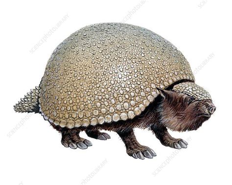 Glyptodon, illustration. This extinct prehistoric mammal is related to armadillos. It lived from ...