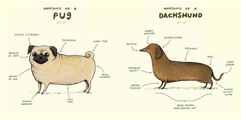 Rethink Zoology With 'Animal Anatomy' - GeekDad