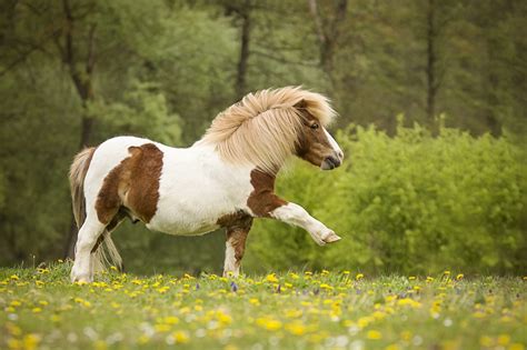 Fond D Écran Poney - Tanant