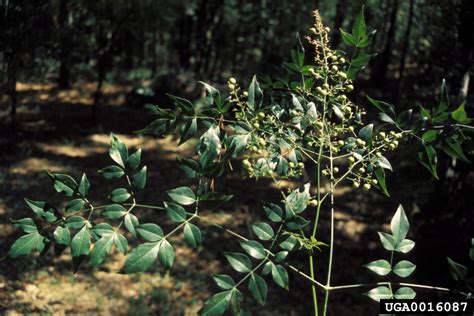 sacred bamboo (Nandina domestica)