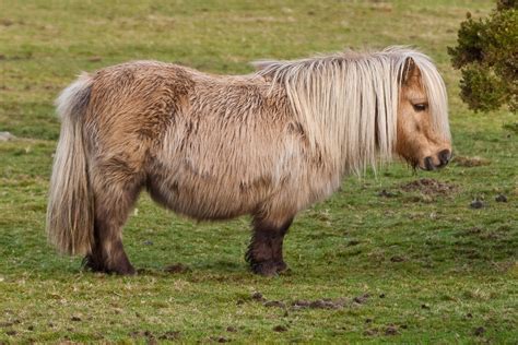 File:Shetland Pony on Belstone Common, Dartmoor.jpg