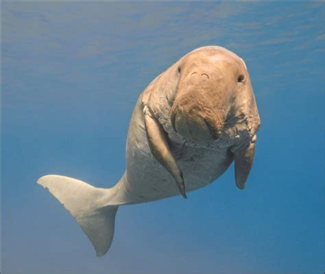 Dugong Animal Facts Dugong Dugon A-Z Animals, 50% OFF