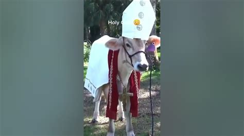 HOLY COW (meme) - YouTube