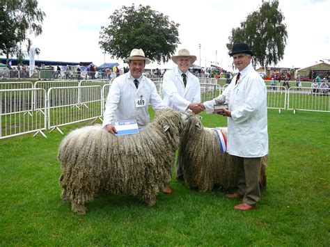 Lincoln Longwool Sheep | Sheep, Farm animals, Breeds