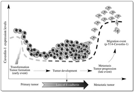 Dual role of Caveolin-1 in cancer. The ability of Caveolin-1 to... | Download Scientific Diagram