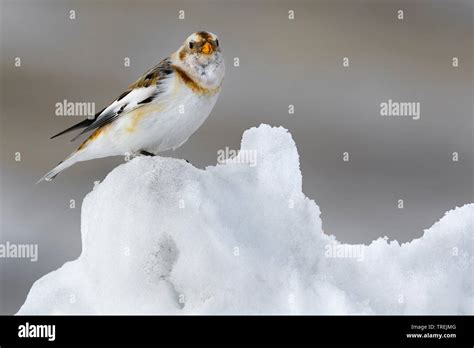 Female snow buntings hi-res stock photography and images - Alamy