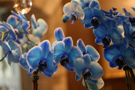 Romancing the Home: Blue Mystique Orchids