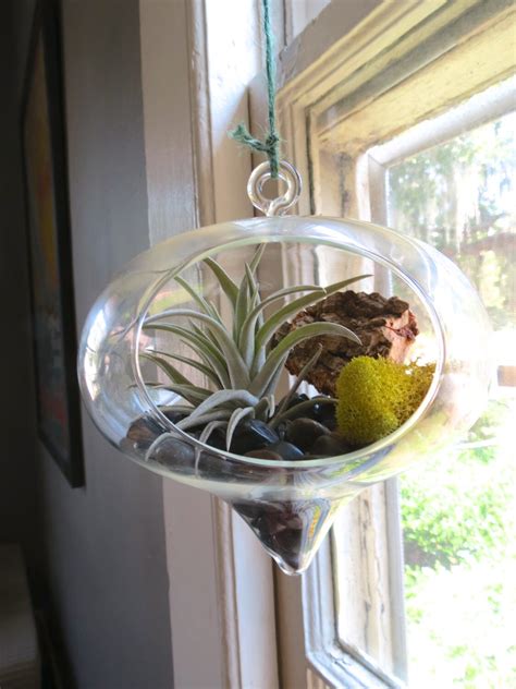 Large Hanging Terrarium with Tillandsia Harrisii Air Plant.