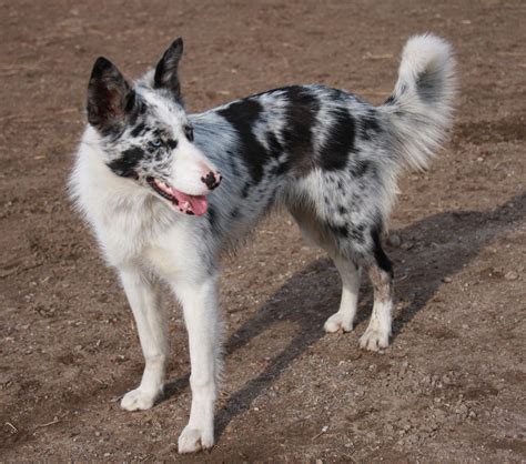 View 7 Blue Merle Border Collie Australian Shepherd Mix - carquoteq