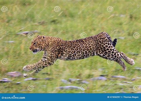 Leopard In Motion Stock Photo - Image: 47450297