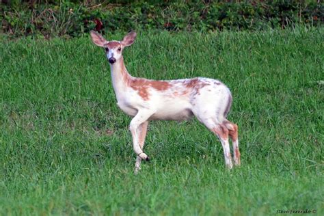 "Natural World" Through My Camera: First Piebald Fawn Of 2011...