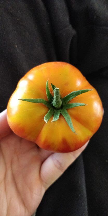 Big Rainbow Tomato - Local Seeds