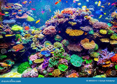 Singapore aquarium stock image. Image of marine, israel - 48920315